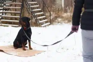 What to Do When the Dog Owner Won’t Share Vaccination Records After a Bite